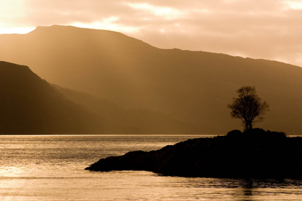 'Tree on Loch' by James Burden